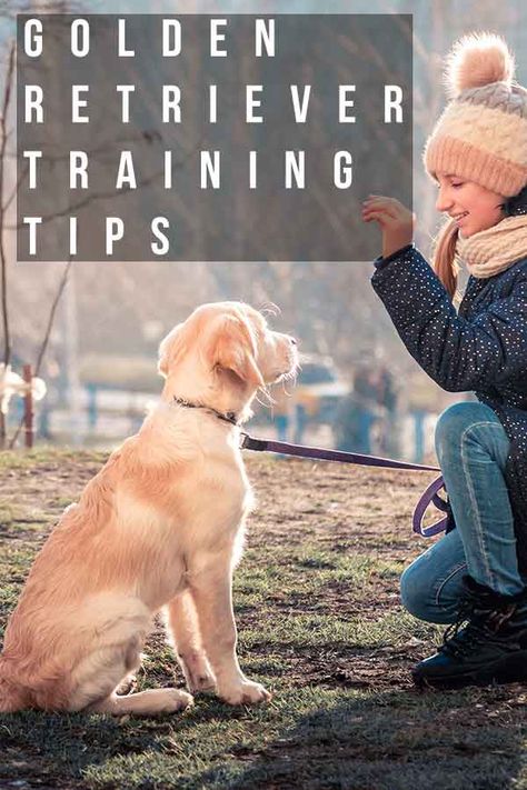 Training A Golden Retriever, Golden Retriever Activities, Golden Retriever Puppy Training Tips, Golden Retriever Training Tips, How To Train A Golden Retriever Puppy, Golden Retriever Must Haves, Golden Retriever Puppy Must Haves, Golden Retriever Tips, Training A Golden Retriever Puppy