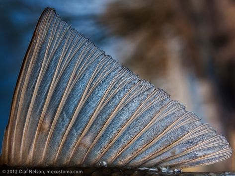 Fish Fins, Fish Fin, The Adventure Zone, Organic Matter, Fish Design, Creature Design, Fantasy World, Art Sketchbook, Animal Photography