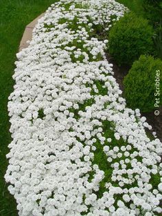 Candytuft: A garden must-have! Hardy perennial for zones 3-9. - Live Creatively Inspired Ideas For Steps Outside, Small Garden Bed Ideas Front Yards, White Perennial Flowers Full Sun, Full Sun Border Plants Perennials, Border Plants Full Sun, Candy Tuft Plant, Zone 10 Landscaping, Border Planting Ideas, Candytuft Flower