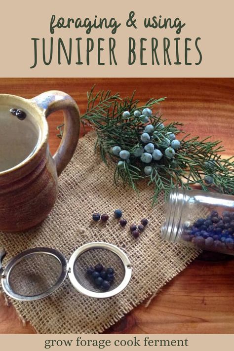 Foraging Australia, Crunchy Recipes, Foraging Tips, Making Gin, Winter Foraging, Medical Plants, Medicinal Wild Plants, Medicinal Weeds, Wild Foraging