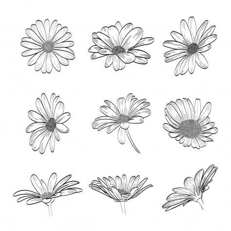 Daisy hand drawn collection | Premium Vector #Freepik #vector #background #flower #wedding #vintage Daisy Drawing Simple Tattoo, Daisy Sketch Simple, How To Draw Daisies, Daisies Drawing, Daisy Flower Drawing, Daisy Tattoo Designs, Daisy Drawing, Daisy Flower Tattoos, Paint Inspo