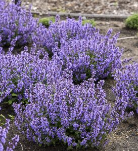 Catmint Nepeta, Deer Resistant Flowers, Proven Winners Perennials, Cats Pajamas, Deer Resistant Perennials, Long Blooming Perennials, Edging Plants, Deer Resistant Plants, Blue Plants