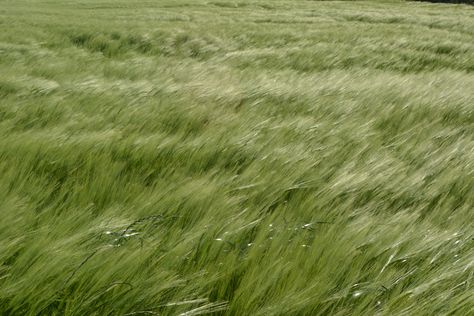 Windy Grass Field, Dewy Grass Aesthetic, Field Aesthetic Landscape, Grassy Field Aesthetic, Grass Field Aesthetic, Windy Aesthetic, Grass Aesthetic, Grass Meadow, Grass Drawing