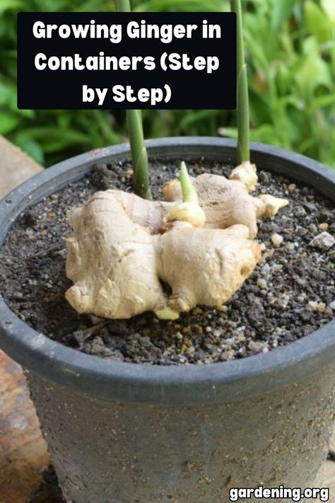 Discover the joys of growing ginger in containers with this step-by-step tutorial that will have you harvesting fresh ginger right from your own home. Let's get planting! Growing Ginger From Scraps, Ginger Rhizome, Growing Ginger, Ginger Plant, Indoor Herb, Gardening Vegetables, Indoor Herb Garden, Container Gardening Vegetables, Home Vegetable Garden