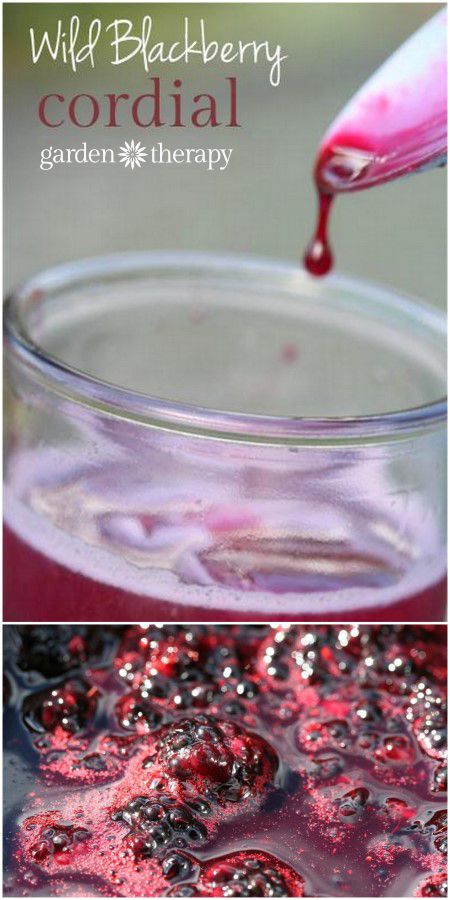 Wild Blackberry Cordial Recipe - pick wild berries then make this syrup for sodas and cocktails Blackberry Cordial Recipe, Fruit Syrup Recipe, Homemade Booze, Cordial Recipe, Fruit Syrup, Homemade Alcohol, Homemade Liquor, Blackberry Recipes, Liquor Recipes