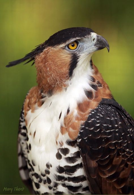 The ornate hawk-eagle (Spizaetus ornatus) is a bird of prey from the tropical Americas. This species of eagle is notable for its vivid colors, which differ markedly between adult and immature birds. (Mary Therit on Flickr) Hawk Eagle, Raptors Bird, Metal Drum, Amazing Birds, Exotic Birds, Pretty Birds, Colorful Birds, For The Birds, Birds Of Prey