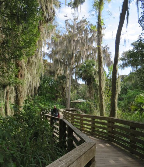 Pretty Lake, Mount Dora Florida, Florida Getaway, Mount Dora, Palm Island, Lake Shore Drive, Island Park, Nice Place, Historic District