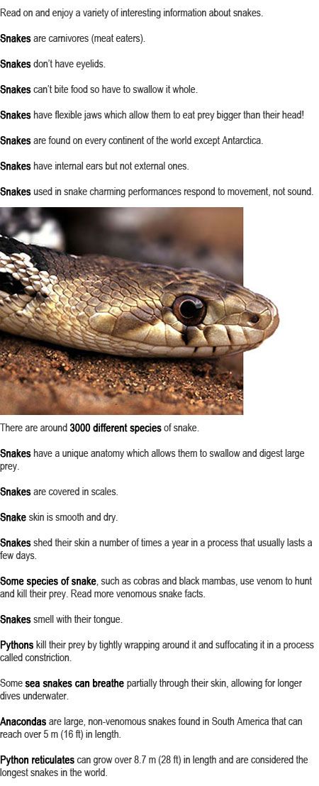 Information about snakes for kids http://firstchildhoodeducation.blogspot.com/2013/09/information-about-snakes-for-kids.html Snake Songs For Preschool, Snake Kindergarten, Snake Science Preschool, Snake Facts For Kids, Snake Activities, Snakes For Kids, Facts About Snakes, Activities For Older Kids, Snake Information