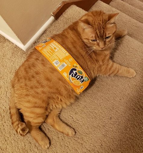 Cat Pictures Cute, Cute Fat Cats, Fat Orange Cat, Being Weird, Cute Cat Memes, Cat Anatomy, Silly Cats Pictures, Orange Cats, Bad Cats