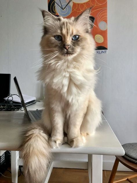 Söt Katt, Gorgeous Cats, Pretty Animals, Fluffy Animals, Cute Animal Photos, Cute Cats And Dogs, Cute Creatures, Beautiful Cat, Pretty Cats