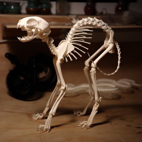 This is a real, professionally articulated domestic kitten skeleton. The kitten measures 8" tall, 10" in length and 4" wide. Perfect timing for halloween! Cat Skeleton Tattoo, Cat Skeleton Reference, Animal Skeleton Aesthetic, Cats Skeleton, Small Animal Skeleton, Animal Skeleton Reference, Vulture Culture Art, Animals Skeleton, Cat Bones