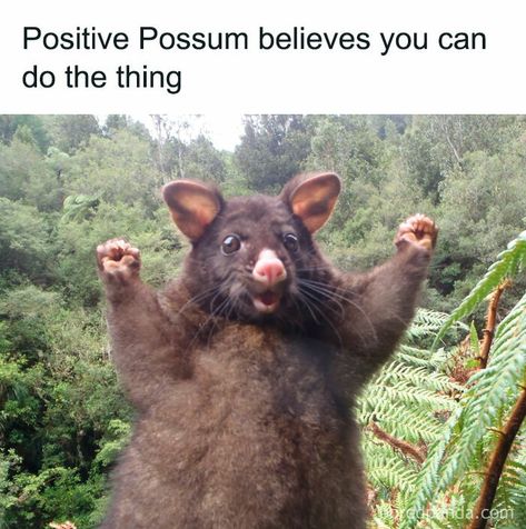 Happy Memes, Do The Thing, Positive Memes, Best Funny Photos, Funny Animal Memes, Wholesome Memes, Animal Jokes, An Animal, Cute Little Animals