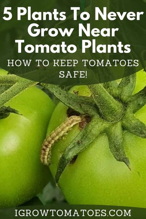 Did you know that what you plant near your tomatoes can have a huge impact on their health and productivity – and while there are plenty of plants that can benefit tomatoes, there are also a few that you should never grow near tomato plants? Take a look at this article to learn about 5 plants you should never grow near your tomato plants! How To Grow Roma Tomatoes, Baking Soda For Tomato Plants, Best Fertilizer For Tomato Plants, How To Grow Tomatoes For Beginners, Tomato Plants Growing Tips, Tomatoes Plants Problems, Pruning Tomato Plants, Tomatoes Growing, Cherry Tomato Plant