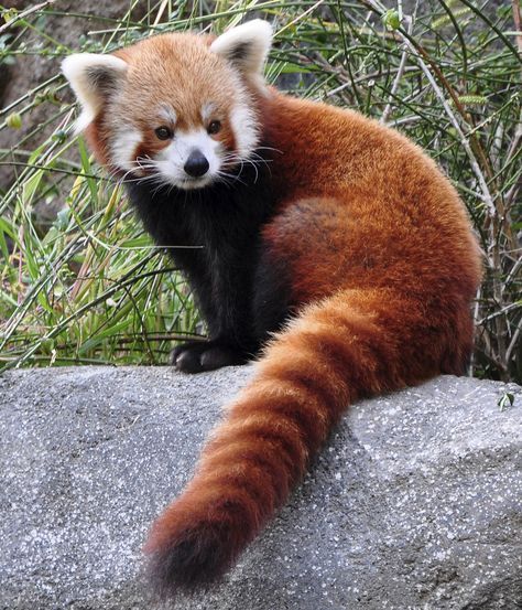 Extinction: These Amazingly Cute Animals Will Soon Be Gone Forever    Red Panda Red Pandas, Animal Tattoos, Red Panda Cute, Red Panda Baby, Animale Rare, Red Panda, Cute Creatures, Animal Photo, Cute Little Animals