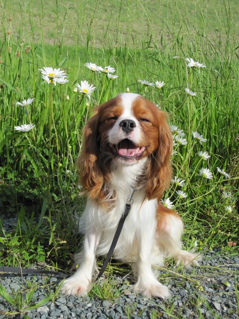 Cocker Spaniel Puppies King Charles, Cavalier King Spaniel, King Spaniel, Cavalier Dog, King Charles Puppy, Cavalier Puppy, Cavalier King Charles Dog, King Charles Dog, King Charles Cavalier Spaniel Puppy