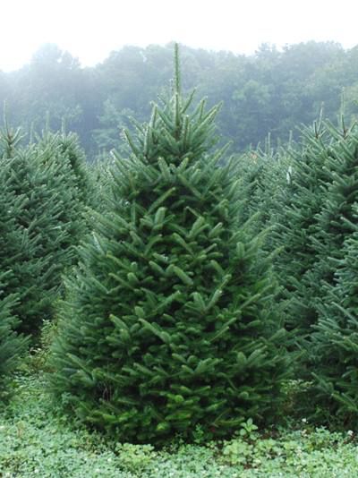 Types Of Christmas Trees, Live Christmas Trees, Fraser Fir, Christmas Farm, Tree Nursery, Spruce Tree, Garden Christmas, Tree Seeds, Ornamental Trees