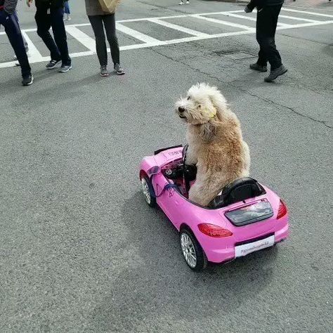 Dog Driving Car, Animals Driving, Dog In Car, Dog Driving, Wholesome Stuff, Drive A Car, Snapchat Funny, Playlist Covers, Favorite Animal