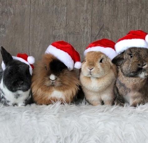 Christmas Buns, Aesthetic Rabbit, Rabbit Aesthetic, Christmas Bunnies, Sleeping Bunny, Bunny Images, Christmas Bunny, Cute Bunny Pictures, Rabbit Easter