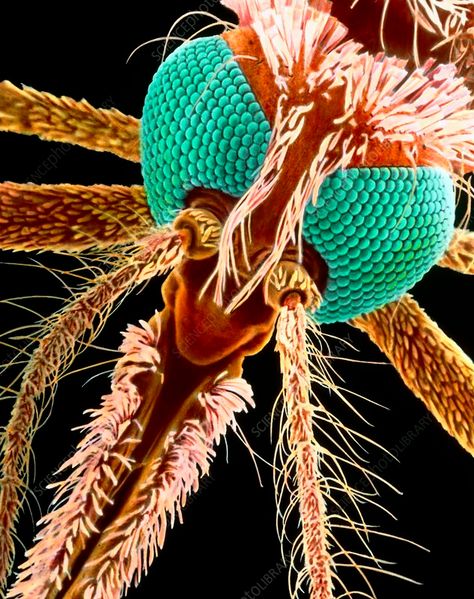 Malaria mosquito. Coloured scanning electron micrograph (SEM) of the head of a female mosquito Anopheles gambiae. The females of this species are carriers of the malaria parasite, Plasmodium sp. Malaria Parasite, Female Mosquito, Scanning Electron Micrograph, Animal Attack, Natural Insect Repellant, Science Photos, High Risk, Insect Repellent, Flea And Tick