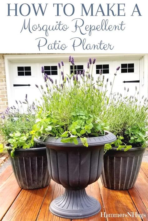 Repellent Plants, Beautiful Outdoor Living Spaces, Mosquito Repelling Plants, Mint Plants, Patio Planters, Patio Plants, Lavender Plant, Camper Ideas, Paver Patio