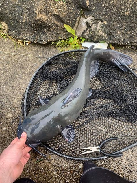 Summer time if for Channel Catfish https://hubpages.com/sports/Late-Summer-Channel-Cats Pressure Oc, Summer Campfire, Weird Kid, Dream Woman, Channel Catfish, Cooking Fish, Catfish Fishing, The Grease, Walleye Fishing