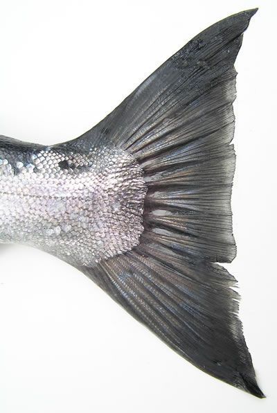 Salmon Tail  -  http://wdfw.wa.gov/fishing/salmon/pink.html Fish Scales, Fish Art, Color Textures, Shades Of Grey, Marine Life, Sea Creatures, The Little Mermaid, Wallpaper Iphone, Food Art