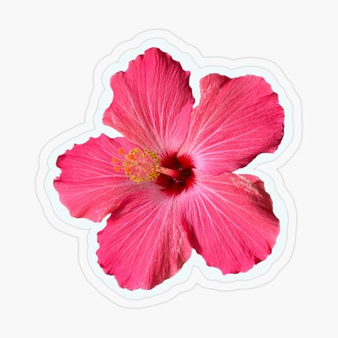 Get my art printed on awesome products. Support me at Redbubble #RBandME: https://www.redbubble.com/i/sticker/Hibiscus-Flower-by-vanessaxox3/154208473.O9UDB?asc=u Hibiscus Flower Sticker, Pink Hibiscus Flower, Images Hello Kitty, Stickers Cool, Kindle Stickers, Sticker Design Inspiration, Preppy Stickers, Snapchat Stickers, Redbubble Stickers