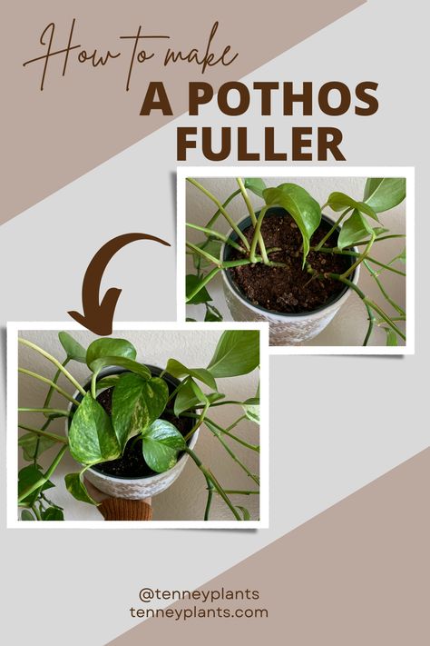 Chances are your pothos is looking a little scraggly and you’re wondering what you can do to help it be more bushy and(more...) How To Make Pothos Fuller, Pathos Plant, Pothos In Water, Pothos Care, Pothos Plant Care, Pruning Plants, Lucky Plant, Plant Care Houseplant, Plant Book