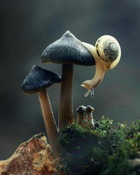 Did you see that?  I think that was a Fairy that just flew under this mushroom!!!  Lightbeingmessages.com Aesthetic Mushroom Wallpaper, Aesthetic Mushroom, Mushroom Wallpaper, Mushroom Pictures, Mushroom Art, Nature Aesthetic, Animal Photo, Nature Animals, 귀여운 동물