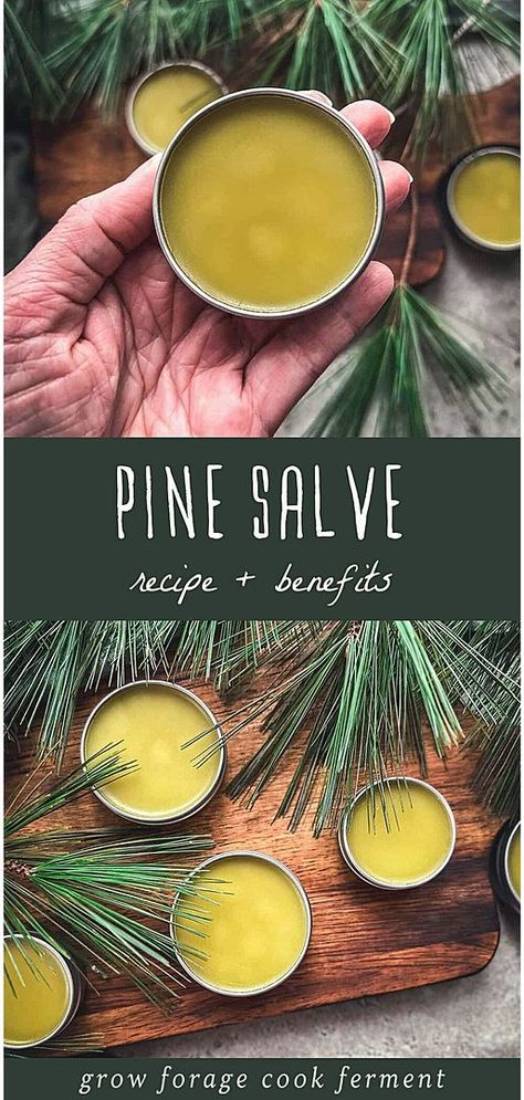 Discover how to make your own Pine Needle Salve, a gem in our Pine Needle Recipes & Wild Food Foraging collection at growforagecookferment.com. This salve, perfect for winter, helps soothe and heal dry, cracked skin while offering the invigorating aroma of a pine forest. Made from pine infused oil, it's a simple, effective herbal remedy that also provides aromatherapy benefits, ideal for moisturizing dry hands and lips. Find more Medicinal Weeds, DIY Natural Products, and DIY Beauty Recipes. Oil For Earache, Pine Salve, Foraging Tips, Earache Relief, Herbal Salve Recipes, Ayurveda Medicine, Homemade Salve, Medicinal Weeds, Tinctures Recipes