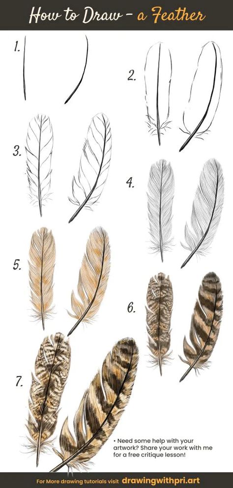 Draw A Feather Step By Step, Feather Drawing Tutorial, Drawing Feathers Step By Step, Bird Feathers Drawing, Feather Drawing Reference, How To Draw Feathers Step By Step, How To Draw A Feather, Simple Feather Drawing, Feather Drawing Simple