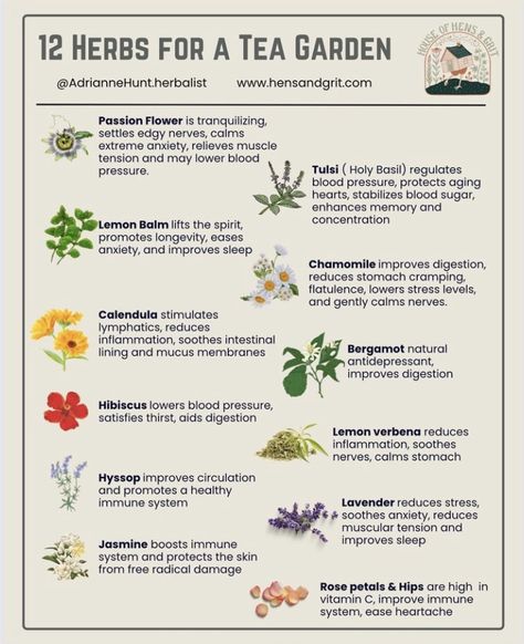 Herbal Tea Plants, How To Identify Herbs, Tea Plants Gardening, Herb List And Uses, Tea Garden Herbs, Plants You Can Make Tea From, Tea Plants Garden, Tea Garden Plants Design, Growing Your Own Herbs