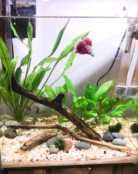 Beta Aquarium, Aesthetic Fishing, Planted Betta Tank, Cool Fish Tank Decorations, Fish Tank Ideas, Fish Aesthetic, Fish Aquarium Decorations, Fish Tank Themes, Aquarium Garden