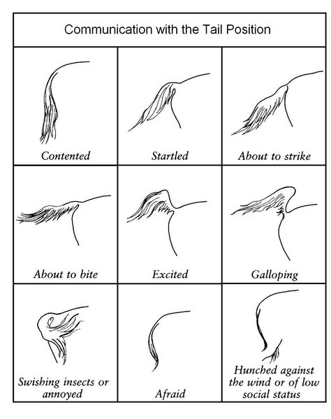 Tail Positions - what they communicate Horse Behavior, Horse Lessons, Horse Information, Horse Facts, Horse Care Tips, Horse Info, Horse Riding Tips, Horse Anatomy, Horse Camp