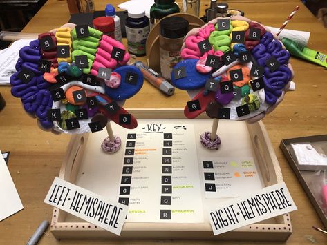 Ap Psych Brain Project, Clay Brain Model, 3d Brain Project, Brain Project Model Psychology, Psychology Project, Brain Project, Ap Psych, Brain Models, Relationship Journal