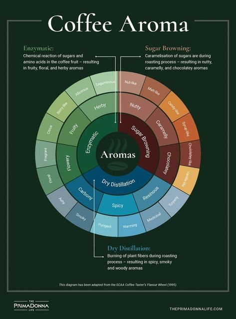 Coffee Brewing Methods, Coffee Infographic, Types Of Coffee, Coffee Aroma, Coffee Guide, Coffee Facts, Coffee Barista, Coffee Menu, Coffee Tasting