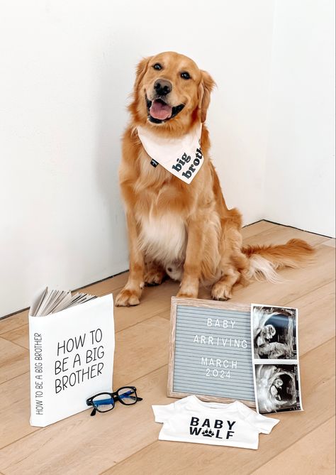 Baby Announcement with Dog / Golden Retriever Dog Big Brother Announcement, Golden Retriever Pregnancy Announcement, Baby Announcements With Dogs, Golden Retriever Baby Announcement, Baby Announcement Photoshoot With Dogs, Baby Announcing Ideas With Dog, Baby Announcement With Dog, Miracle Baby Announcement, Pregnancy Announcement With Dog