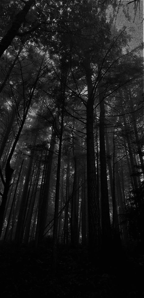 Creepy Forest, Black Nature, Secret Forest, Natural Landscapes, Black Wallpaper, Arbor, Black Aesthetic, Beautiful Nature, Places To Go