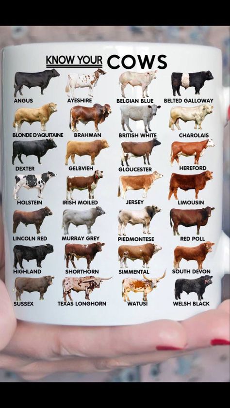 Types Of Cows, Livestock Judging, Breeds Of Cows, Raising Farm Animals, Cow Pictures, Beef Cattle, Farm Cow, Cattle Ranching, Cattle Farming