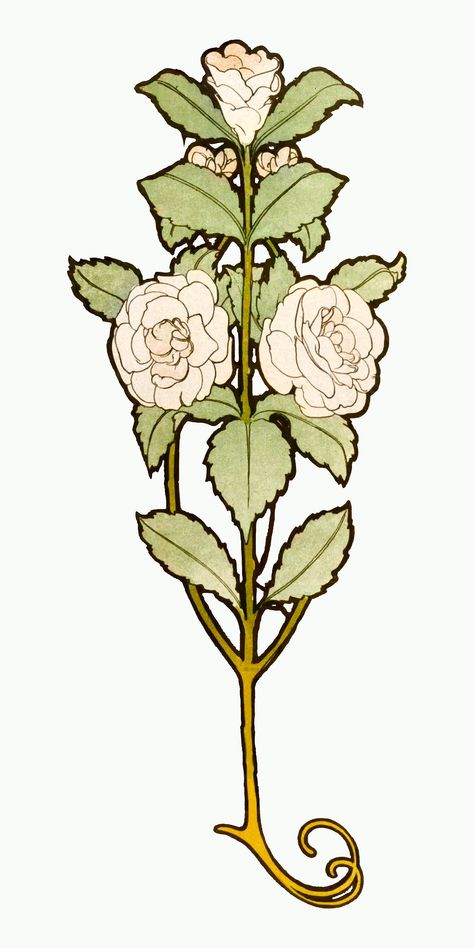 Art nouveau white rose vector, remixed from the artworks of Alphonse Maria Mucha | premium image by rawpixel.com Art Nouveau Flowers Illustration, Alfons Maria Mucha, Art Nouveau Mucha, Art Nouveau Tattoo, Alphonse Mucha Art, Mucha Art, Rosé Png, Art Nouveau Illustration, Art Nouveau Flowers