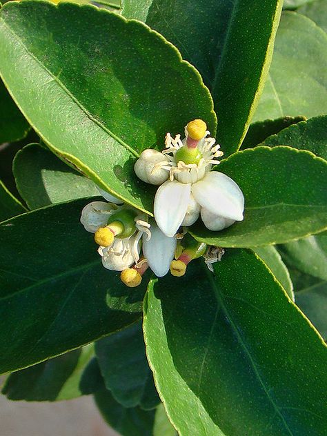 Citrus aurantifolia - Mexican Lime Eureka Lemon, Cinnamon Tea, Citrus Aurantifolia, Citrus Trees, One Step Closer, Sugar Cane, How To Speak Spanish, Lemon Lime, Exotic Flowers