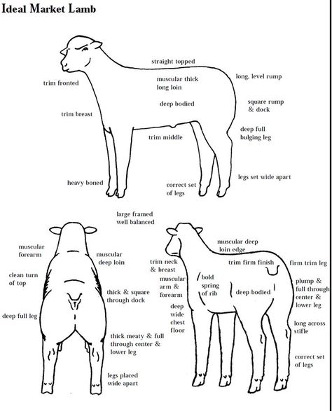 Lamb Showing, Dorper Sheep, Katahdin Sheep, Livestock Showing, Livestock Judging, Ag Education, Vet Medicine, Show Cattle, Showing Livestock