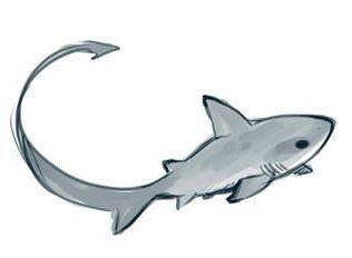 Thrasher Shark Drawing, Black Tip Reef Shark Drawing, Silly Shark Drawing, Thresher Shark Drawing, Shark Tail Drawing, Underwater Animals Drawing, Cute Shark Art, Sharks Drawing, Cute Shark Drawing