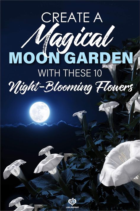 What if you could duplicate a starry night sky, but in your garden instead? These 10 night-blooming flowers can help you achieve just that! #gardening #garden #flowergarden #flowers #moongarden #moonflowers #nightbloomingflowers #moongardenideas #moongardenatnight #moongardenplants Tattoo Design Flower, Moon Gardens, Laurel Shrub, Flowers Tattoo Design, Porch Fence, Garden Themes, Witchy Garden, Flowers Tattoos, Night Blooming Flowers