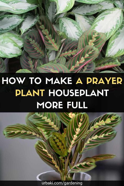 Houseplant Propagation, Prayer Plant Care, Plants Tips, Plant Jungle, Plants Care, Calathea Plant, Lucky Plant, Outside Plants, Household Plants