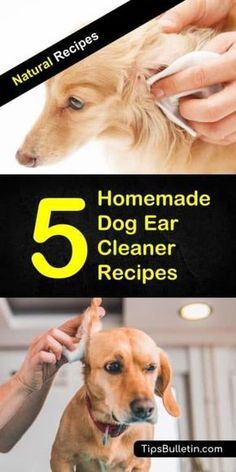 Dog Ear Cleaner Homemade, Vinegar Tea, Cleaning Dogs Ears, Dog Ear Cleaner, Dogs Ears Infection, Dog Remedies, Ear Cleaner, Cleaner Recipes, Ear Cleaning