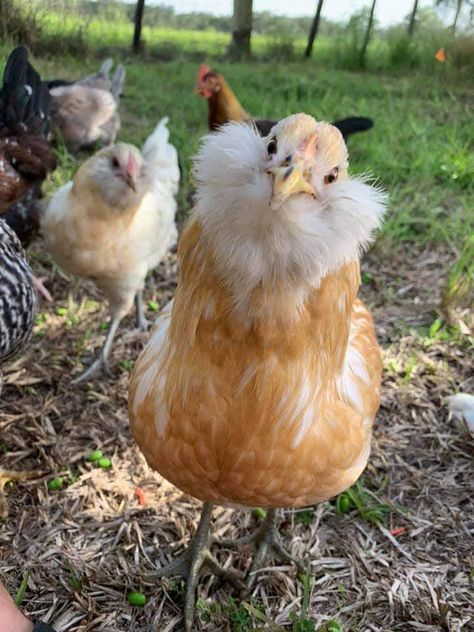 Pretty Chickens Breeds, Cute Chicken Breeds, Easter Egger Chickens, Easter Eggers Chickens, Pretty Chickens, Chicken Photography, Araucana Chickens, Ameraucana Chicken, Easter Chickens