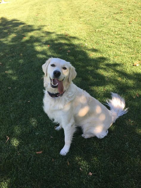 English Cream Golden Retriever Aesthetic, Penny Aesthetic, English Creme Golden Retriever, White Retriever, White Golden Retriever, Akbash Dog, White Dog Breeds, Cute Dog Breeds, White Fluffy Dog