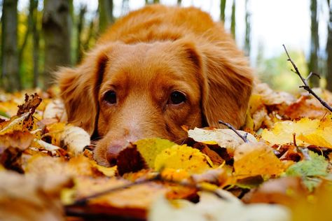 Autumn Cozy: Pet-Safe Ways to Prepare for Fall – kin+kind Fall Dog, Summer Dog, Fall Pictures, Golden Retrievers, Autumn Activities, Fall Favorites, Fall Wallpaper, Land Scape, Fall Vibes