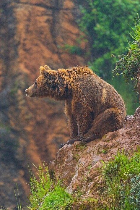 Brown Bear (Ursus arctos) / Ours brun / Image by age fotostock from lookphotos.com Bears In The Wild, Brown Bear Photography, Bear Poses Reference, Cool Animal Photos, Bear Looking Up, Bear Side Profile, Bear Cute Drawing, Bear Side View, Brown Bear Drawing